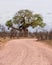 Baobab Trees By the Road