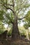 Baobab trees in Ruins of Gedi