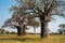 Baobab Trees in the Savannah