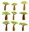 Baobab trees set. African continent symbols. Powerful plants with green foliage cartoon vector illustration