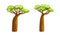Baobab trees set. Powerful tree with green leaves cartoon vector illustration