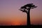 Baobab trees at sunset, Madagascar