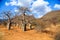 Baobab trees in a valley in Tanzania