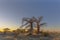 Baobab trees in yellow morning light