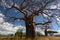 Baobab valley, Great Ruaha River. Tanzania