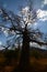 Baobab valley, Great Ruaha River. Tanzania