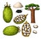 Baobab vector superfood drawing. Organic healthy food sketch.