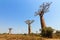 Baobab wide landscape