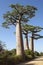 Baobabs