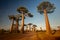 Baobabs