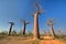 Baobabs