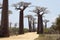 Baobabs alley