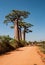 Baobabs along the sandy track near Morondava in Madagascar