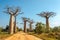 Baobabs avenue