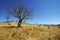 Baobabs in the dry season