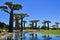 Baobabs forest, Baobab alley , Madagascar