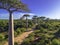 Baobabs forest, Baobab alley - Madagascar