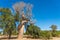 Baobabs of love near the Baobab trees alley in Morondava.