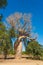 Baobabs of love near the Baobab trees alley in Morondava.