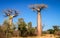 Baobabs in Madagascar