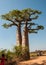 Baobabs near Morondava in Madagascar.