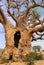 Baobabs in savanna.