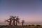 Baobabs before sunrise