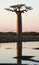 Baobabs at sunrise near the water with reflection. Madagascar.