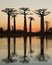 Baobabs at sunrise near the water with reflection. Madagascar.