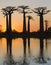 Baobabs at sunrise near the water with reflection. Madagascar.