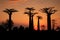 Baobabs in the sunset