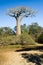 Baobabs tree