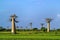 Baobabs tree landscape on the sky