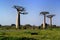 Baobabs tree landscape on the sky