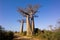 Baobabs tree landscape on the sky