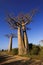 Baobabs tree landscape on the sky