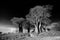 Baobabs trees in black and white