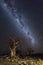 Baobabs under the milkyway