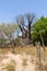 Baobabs and vegetation