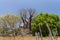 Baobabs and vegetation