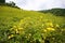 Baoji Guan Shan prairie