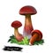 Baorangia biocolor, two-sided red and yellow bolete digital art illustration. Closeup of clipart veggie with thick steam