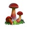 Baorangia biocolor, two-sided red and yellow bolete digital art illustration. Closeup of clipart veggie with thick steam, plant