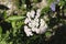 Baptisia alba False flower plant in a row by the lake