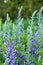 Baptisia blueberry sunday false indigo