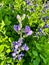 Baptista Royal Candles purple flowers in Wisconsin garden