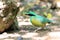 Bar-bellied Pitta