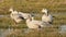 Bar-headed or bar headed goose family close up shot basking in golden hour sunlight and other flock walking out from frame at