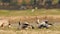 Bar-headed or bar headed goose family or flock full shot basking in golden hour light in an open field or grassland during winter