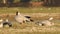 Bar-headed or bar headed goose family or flock full shot sun basking and preening in golden hour light in an open field or